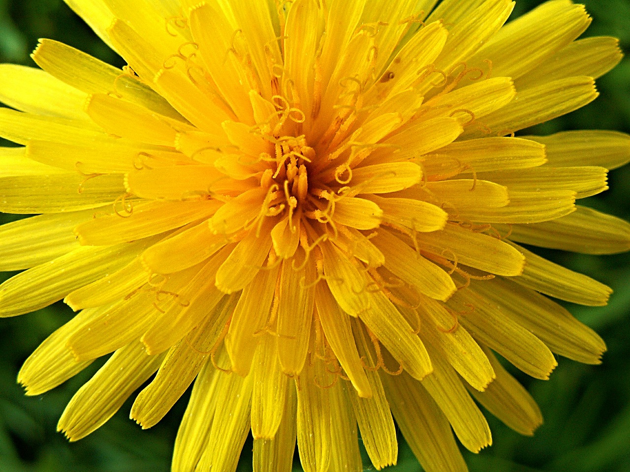 dandelion yellow flower free photo