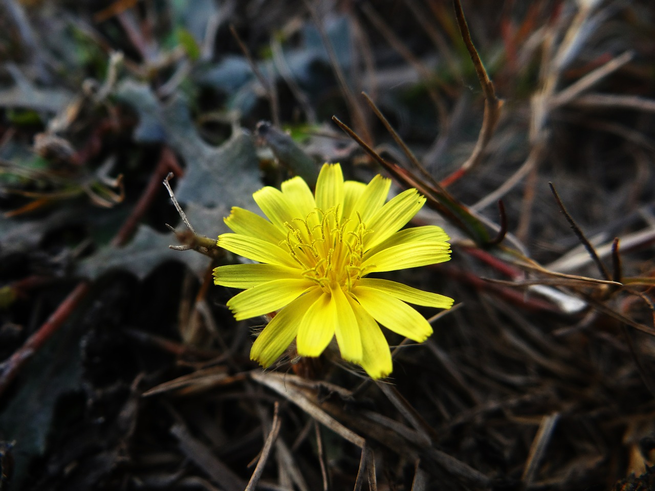 dandelion taraxacum texas dandelion free photo