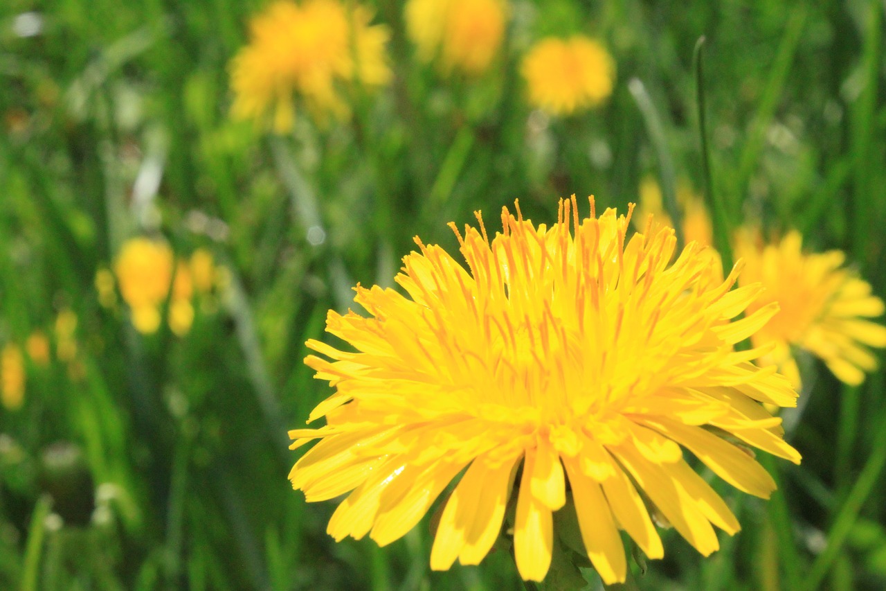 dandelion flower summer free photo