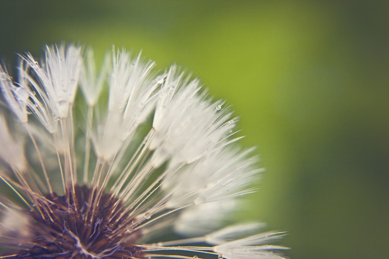 dandelion nature flower free photo