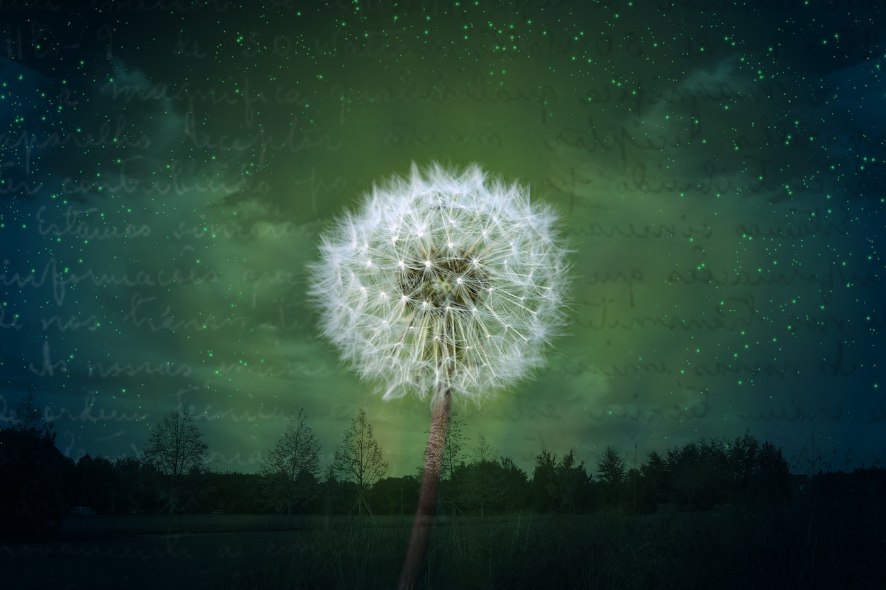 dandelion collage postcard free photo