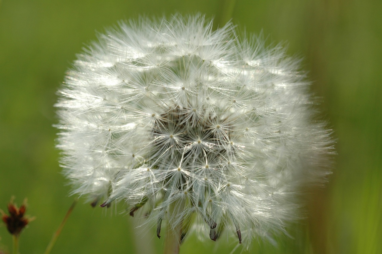 dandelion nature flower free photo