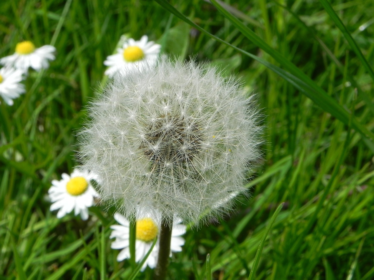 dandelion flower pointed flower free photo