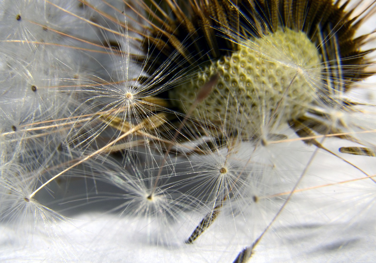 dandelion seed faded free photo