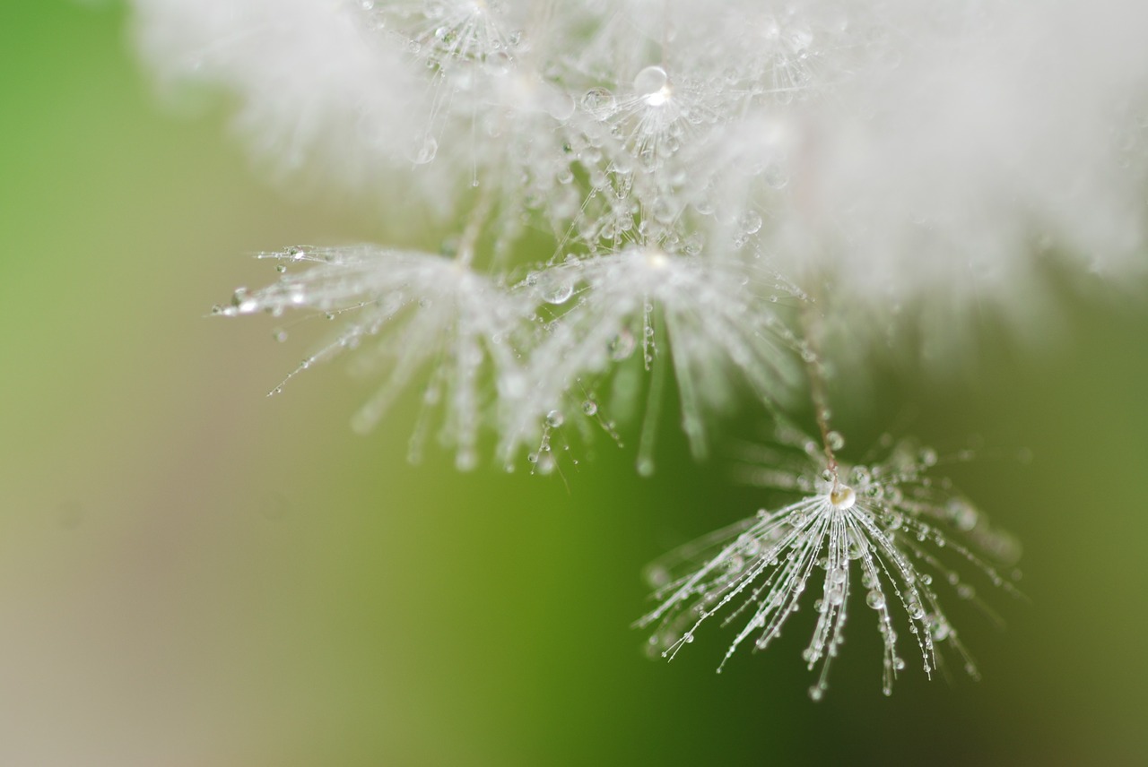 dandelion fluff cute free photo