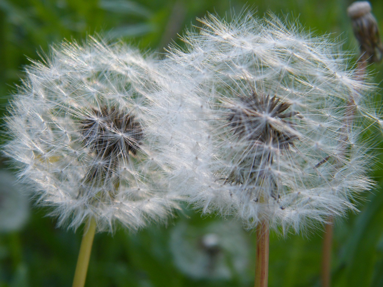 dandelion white nature free photo