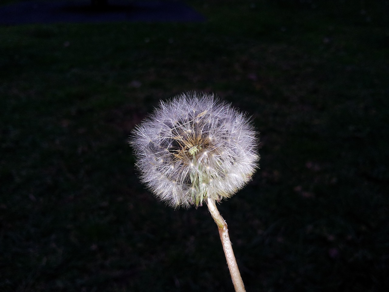 dandelion flower white free photo