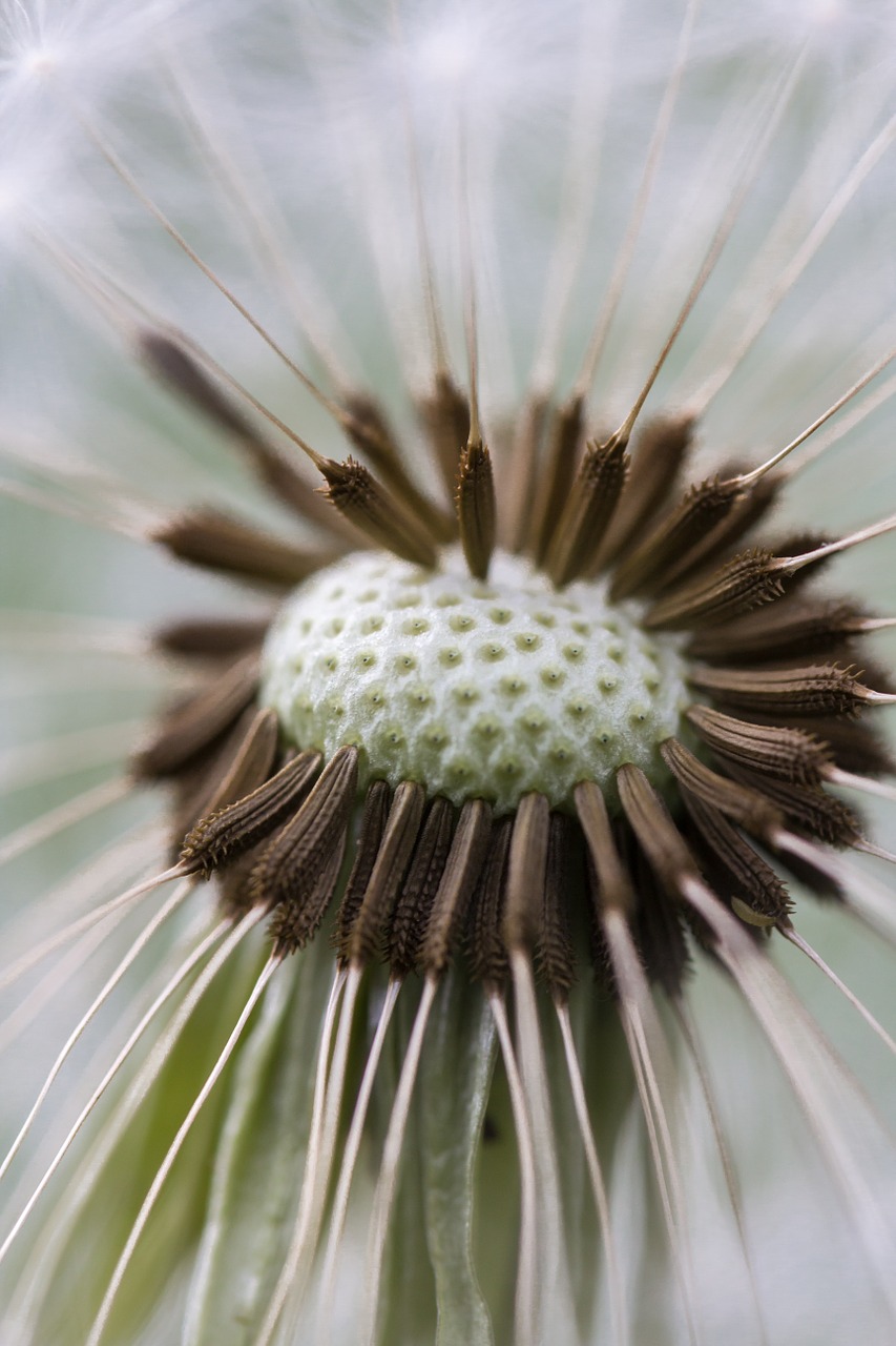 dandelion macro nature free photo