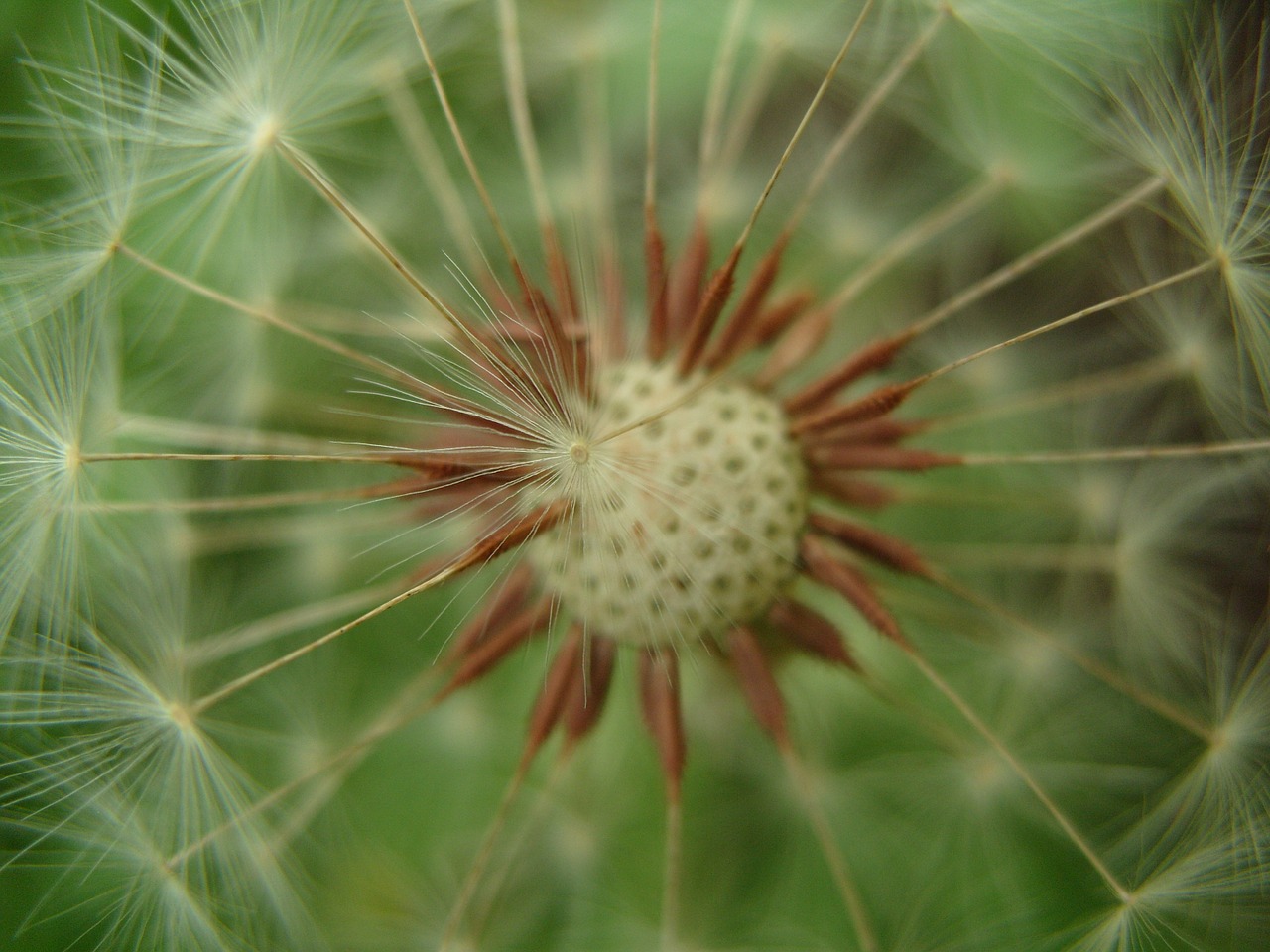 dandelion seed summer free photo