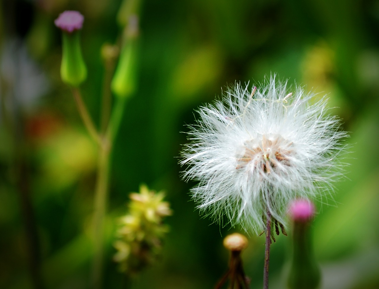 dandelion white flower free photo