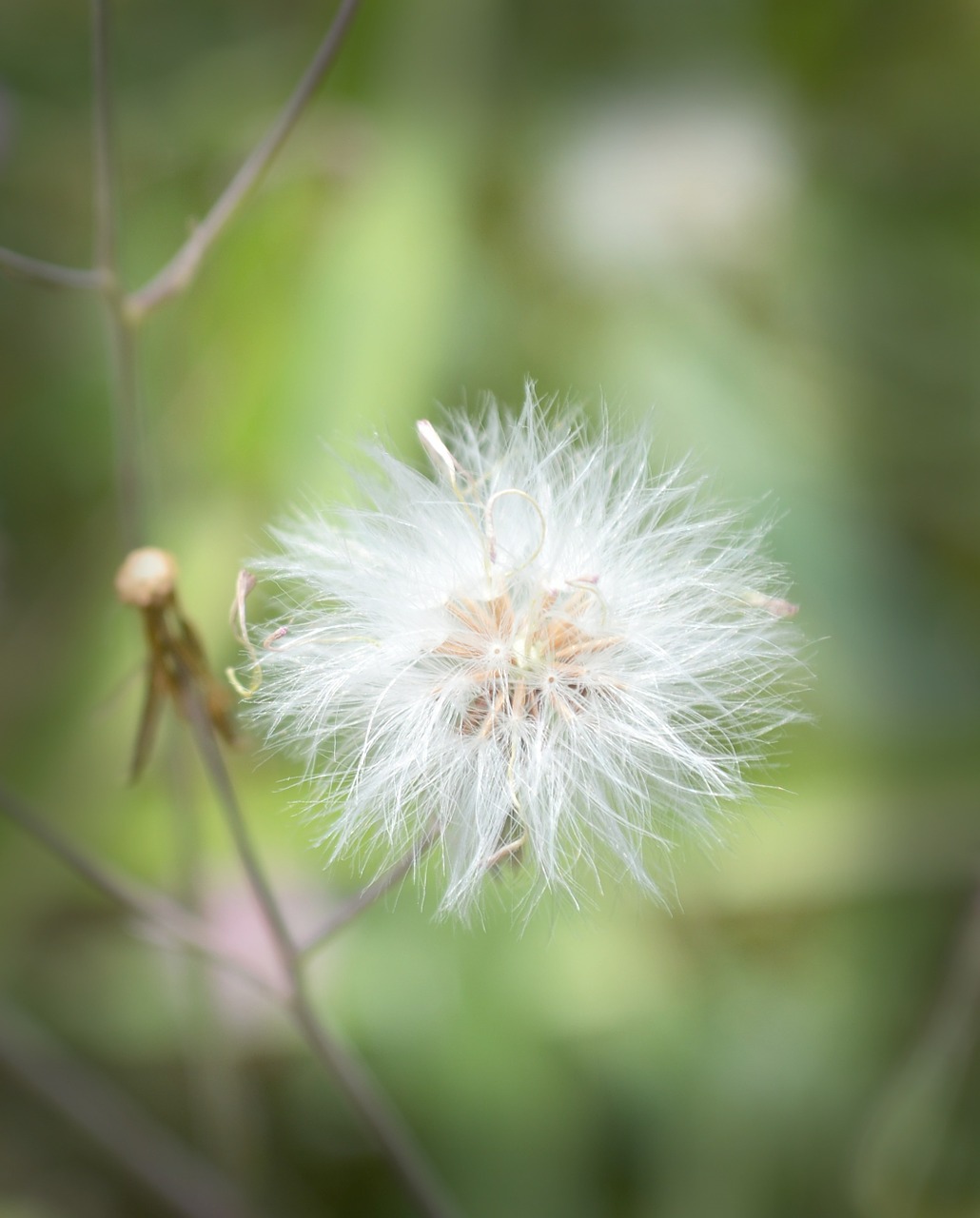 dandelion white flower free photo