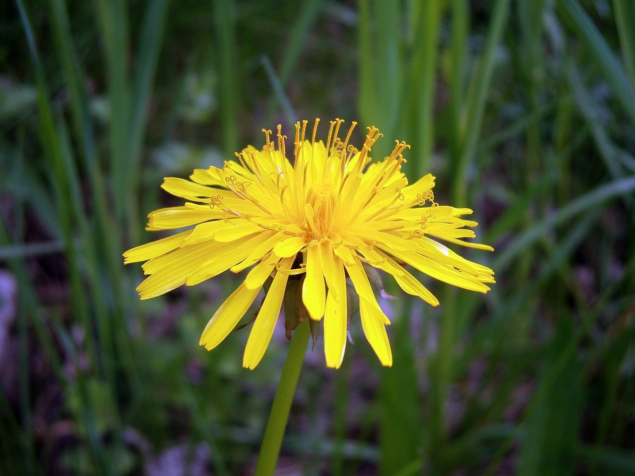 dandelion nature flower free photo