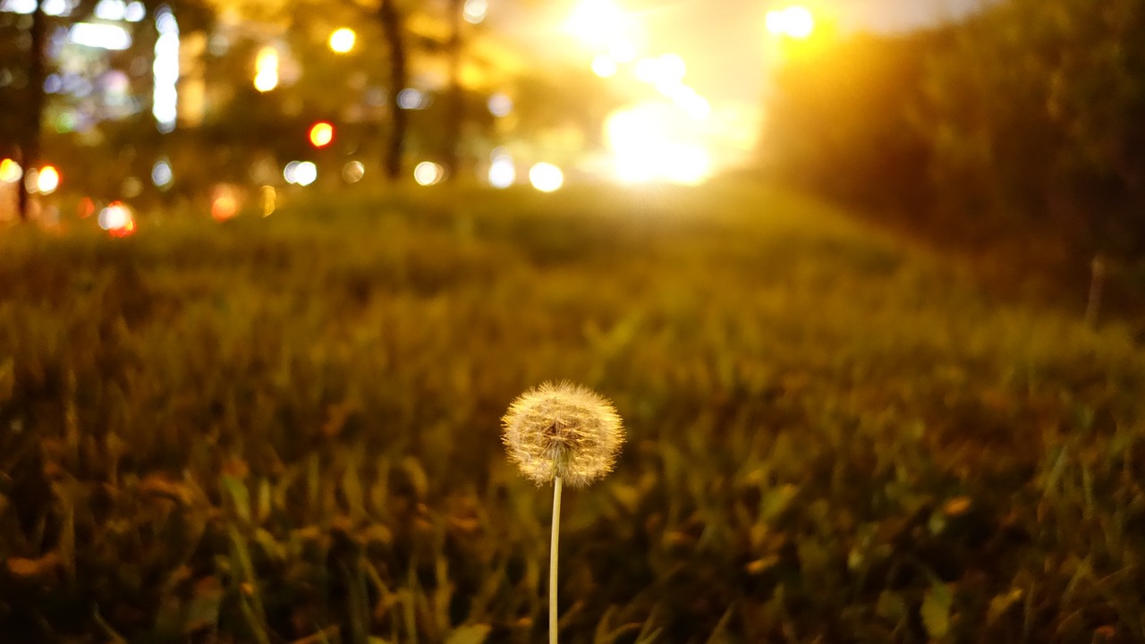 dandelion seeds pool free photo