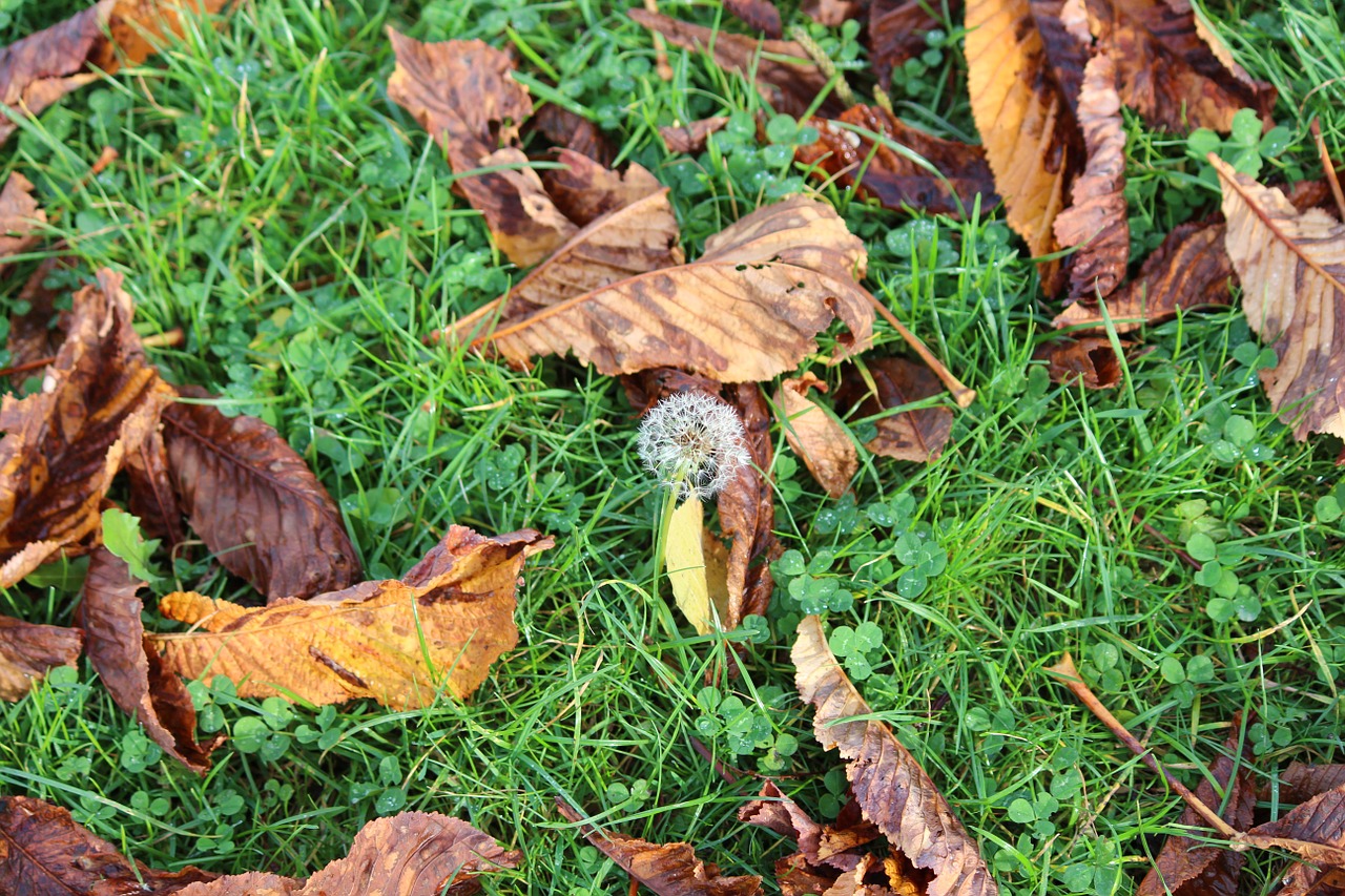 dandelion sheet autumn free photo