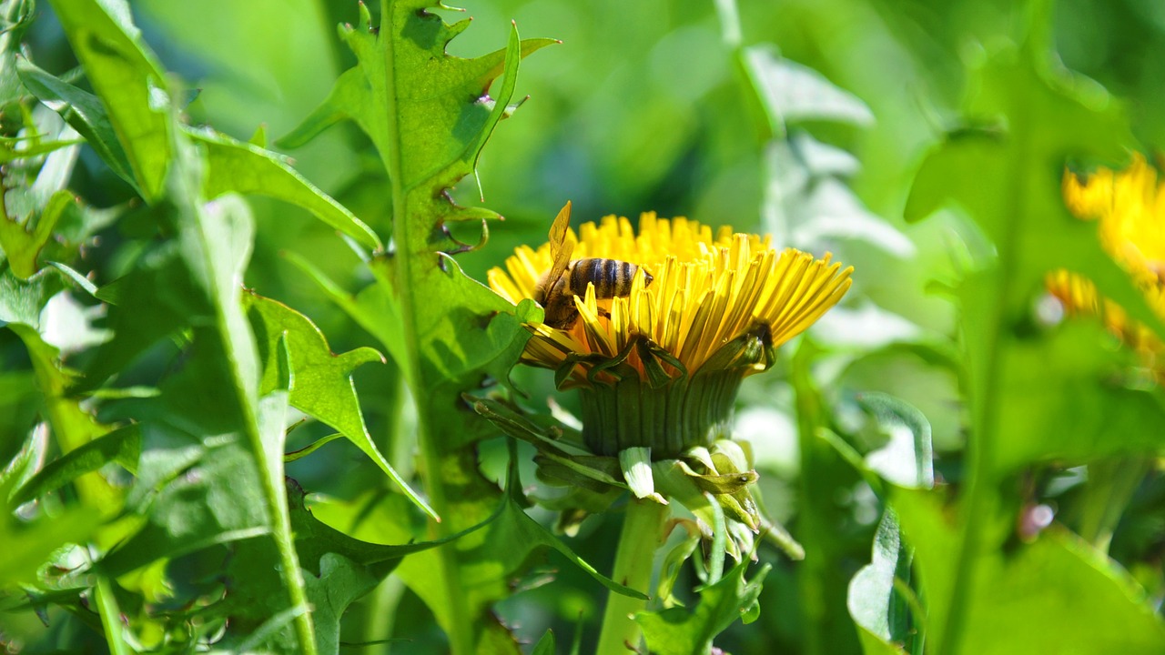 dandelion bee spring free photo