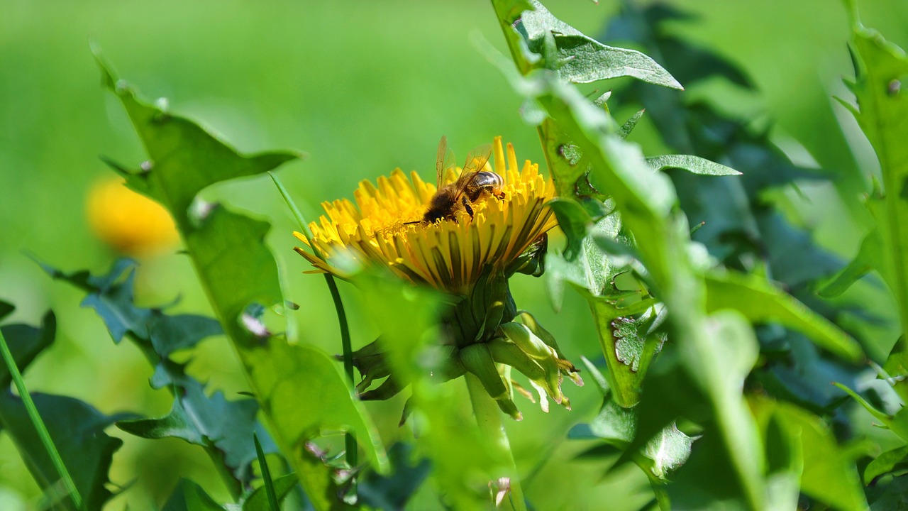 dandelion bee spring free photo