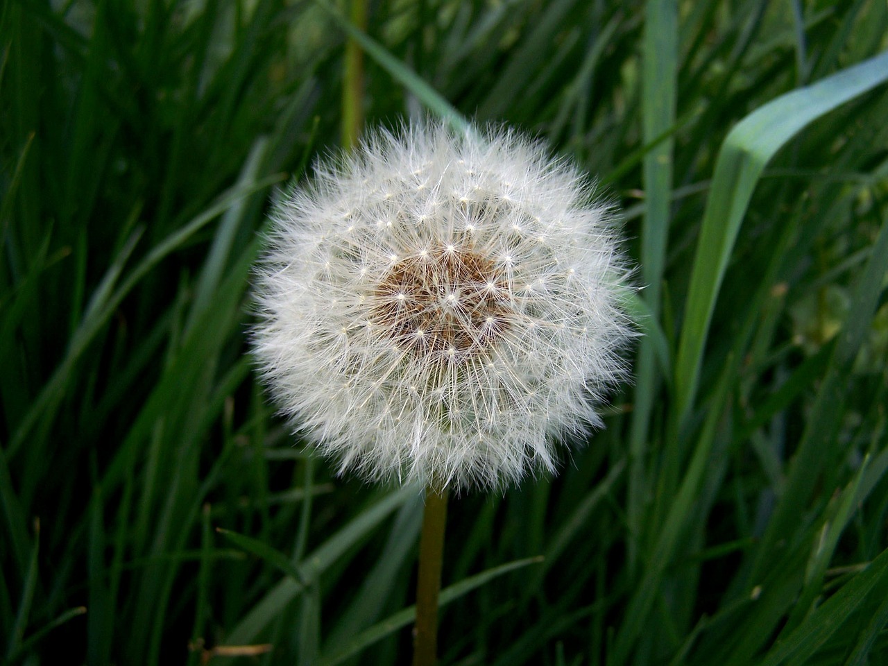 dandelion flower nature free photo