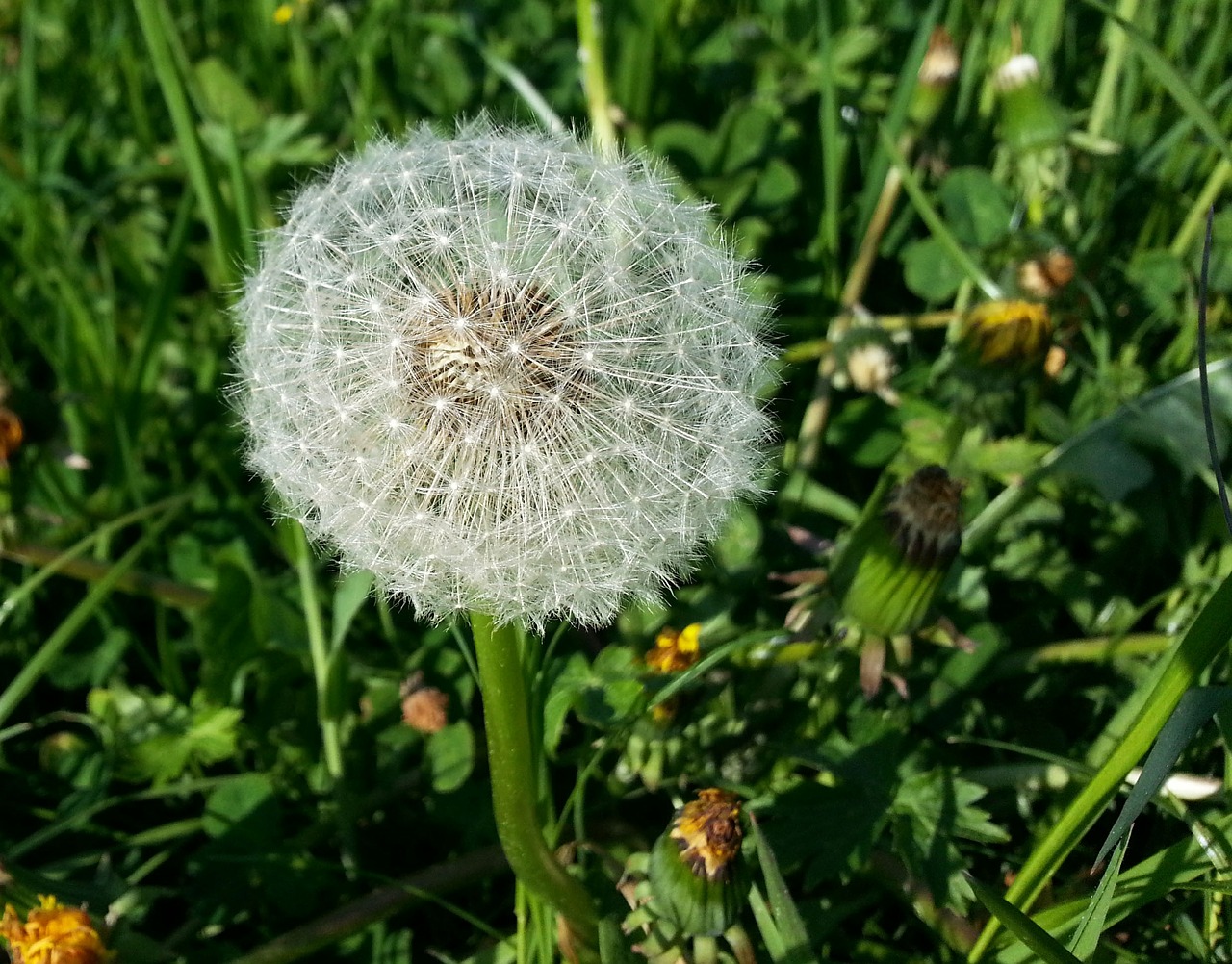 dandelion meadow green free photo