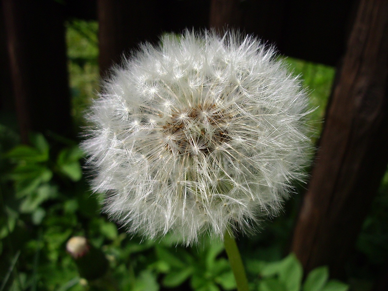 dandelion flower plant free photo