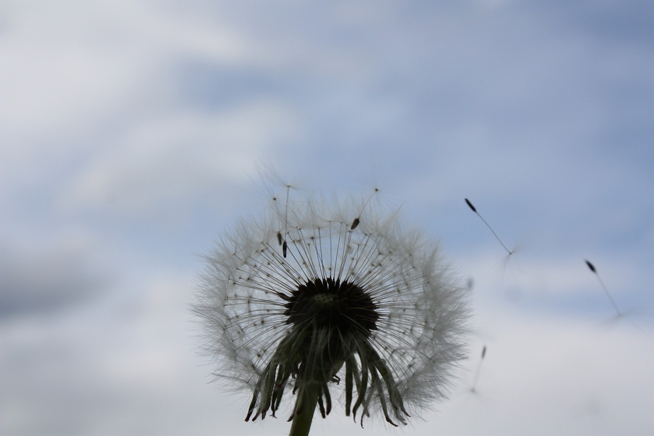 dandelion sky free free photo