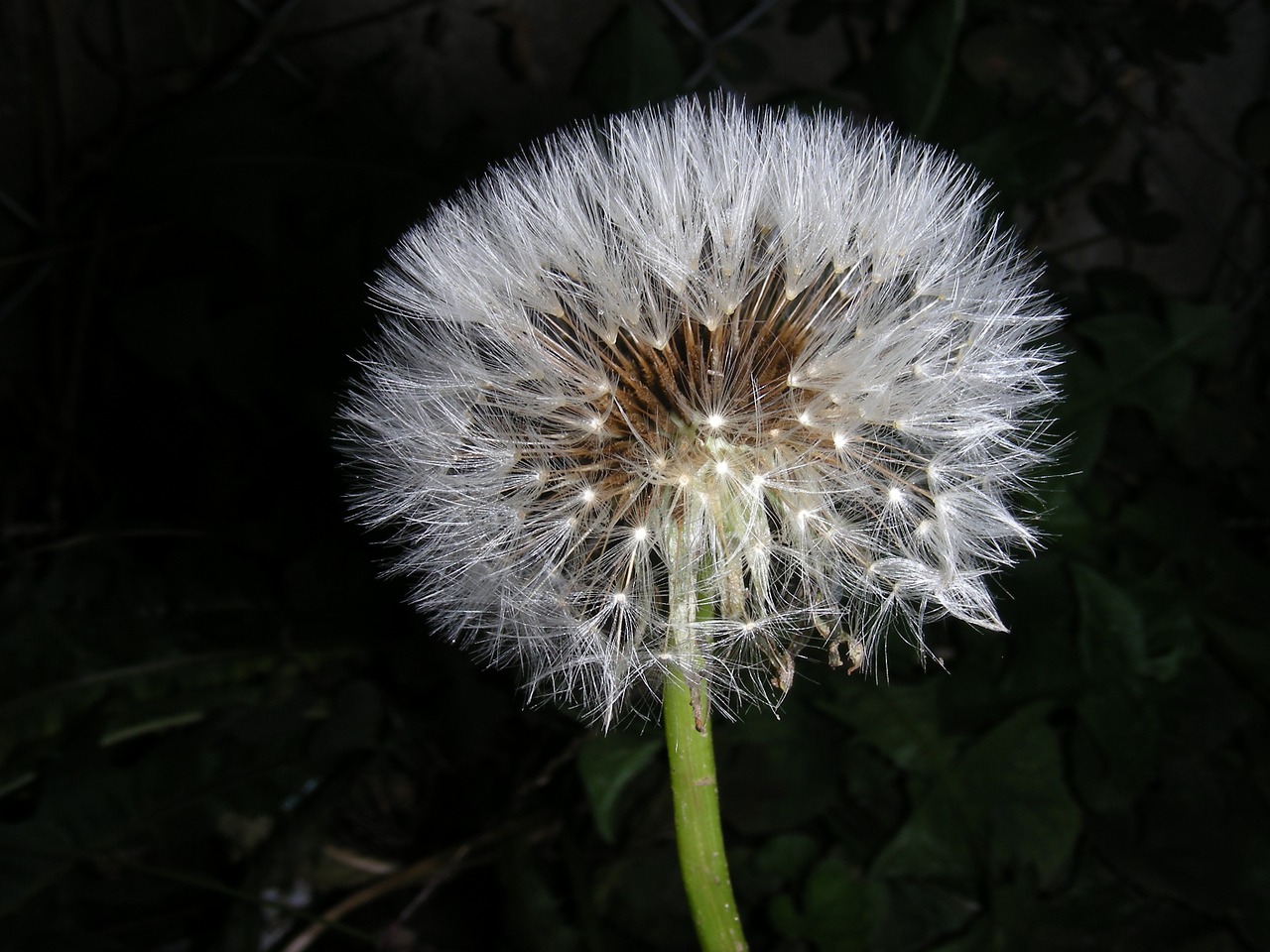 dandelion macro wind free photo