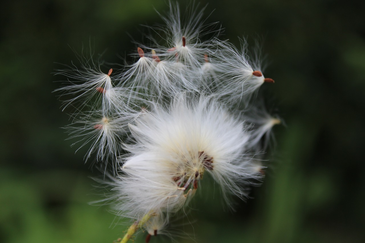 dandelion seeds nature free photo