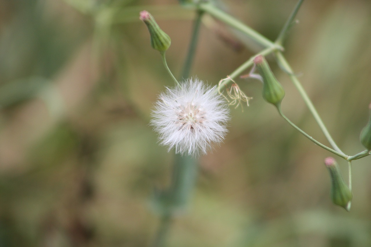 dandelion garden flower free photo