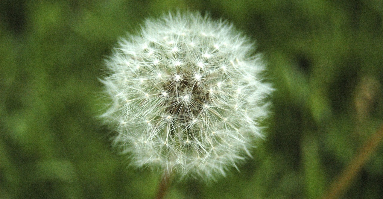 dandelion flower pollination free photo