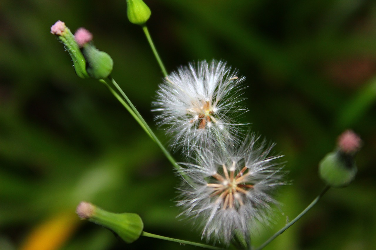 dandelion flower white free photo