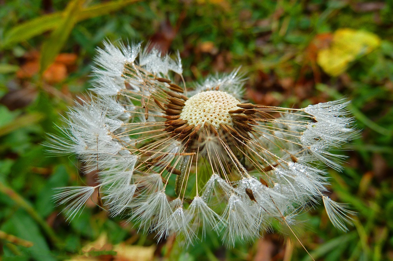 dandelion nature plant free photo