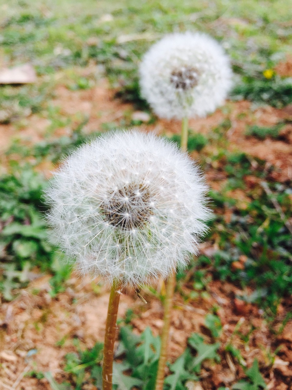 dandelion dandelion seeds fluffy free photo