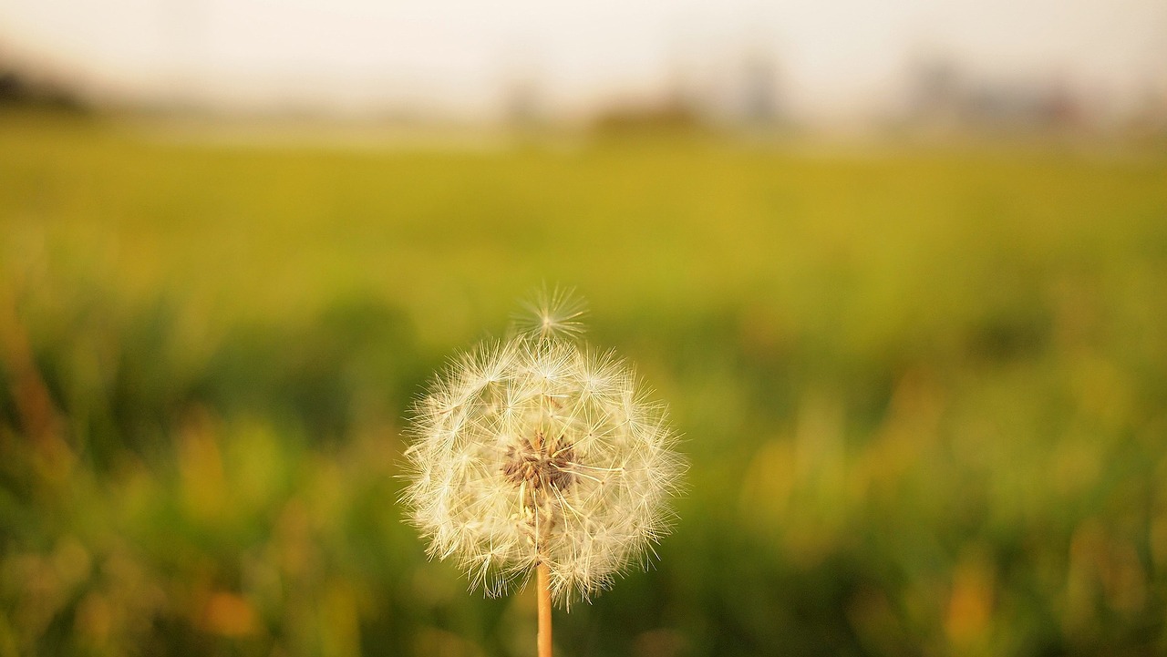 dandelion flower blurry free photo