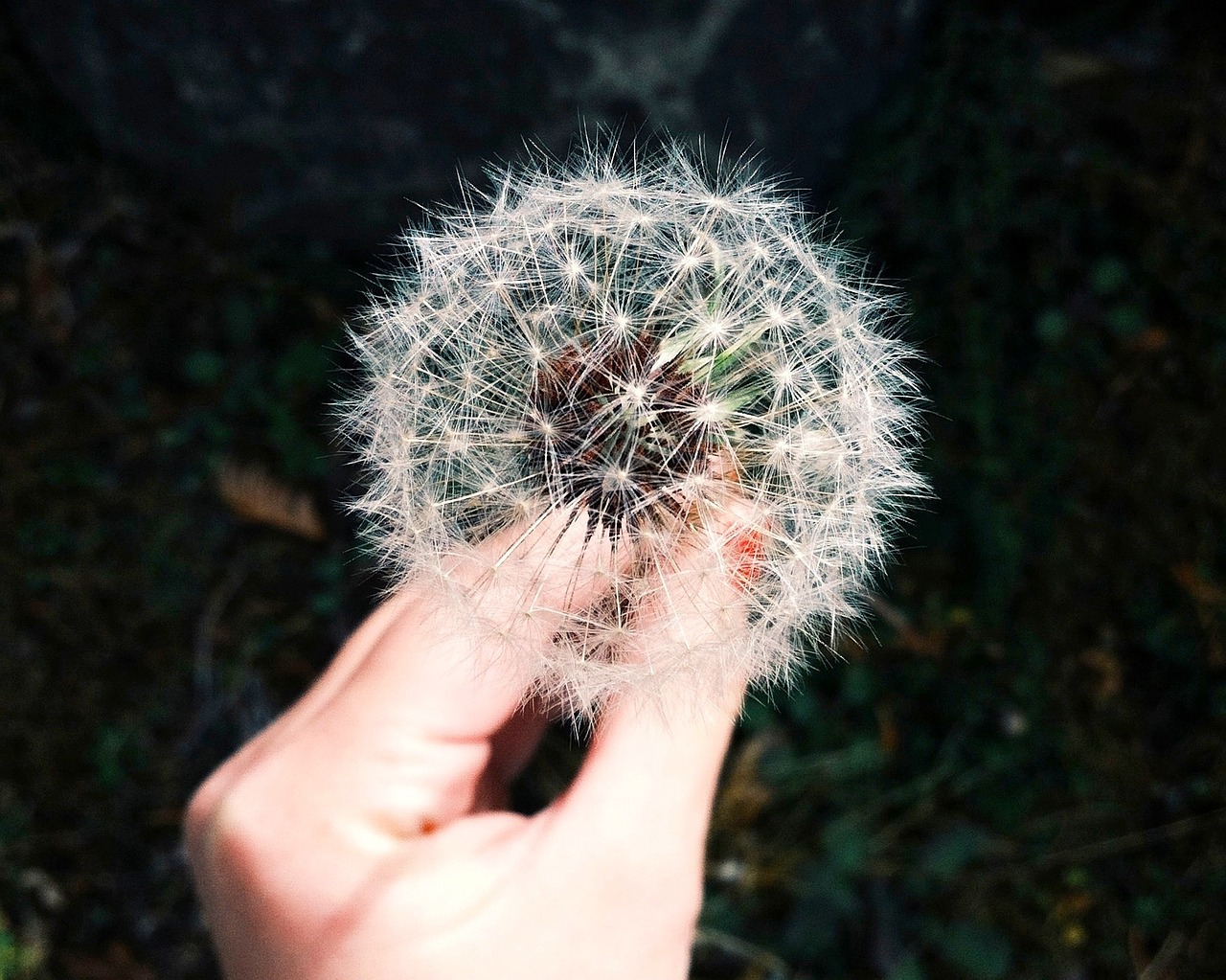 dandelion flower hand free photo