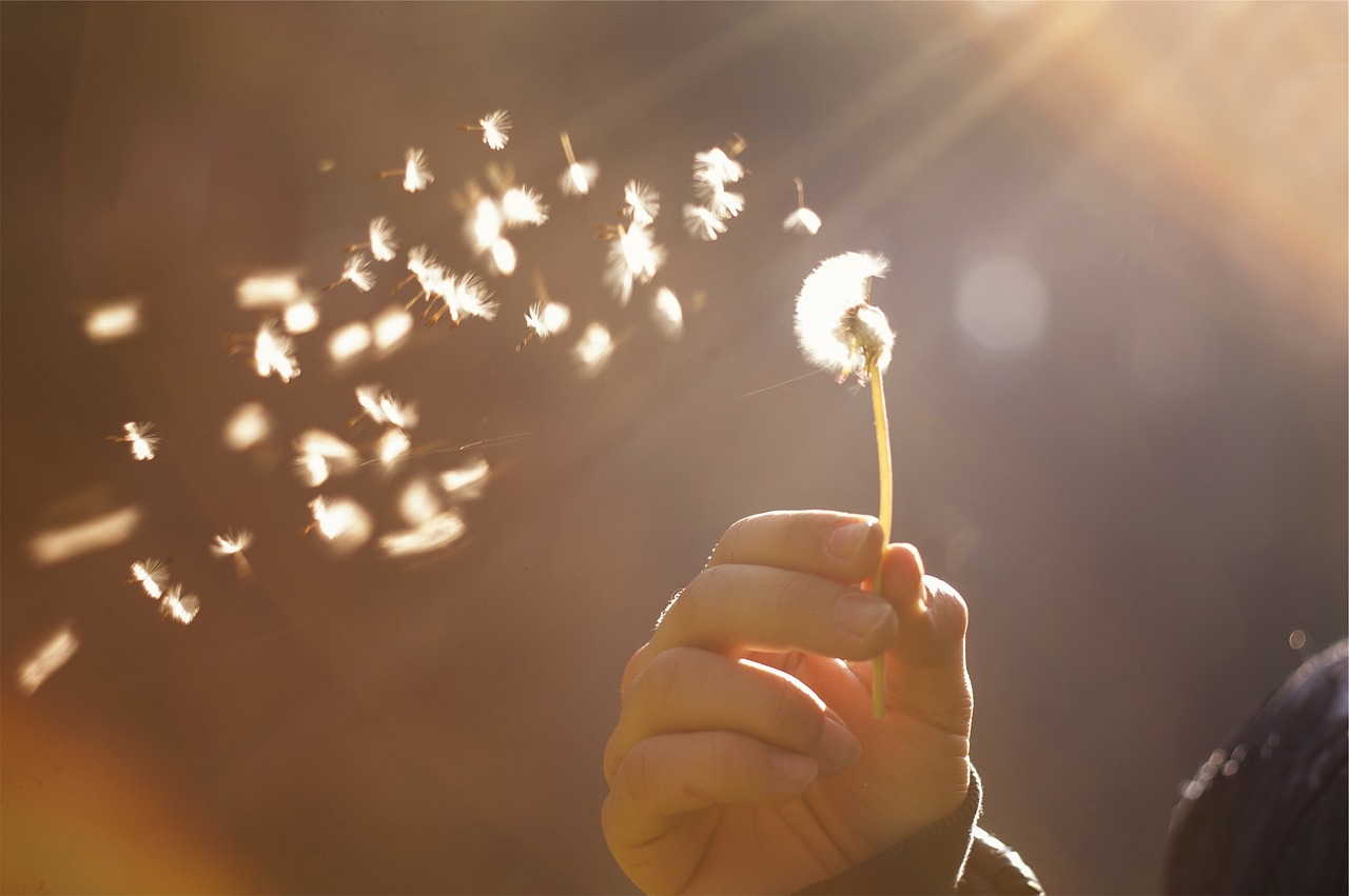 dandelion flower sunshine free photo