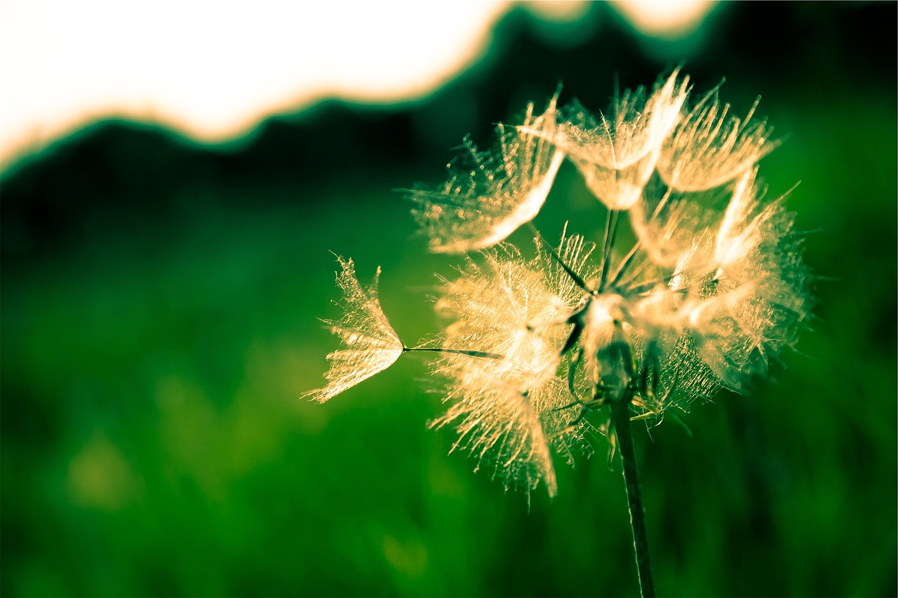 dandelion flower seeds free photo