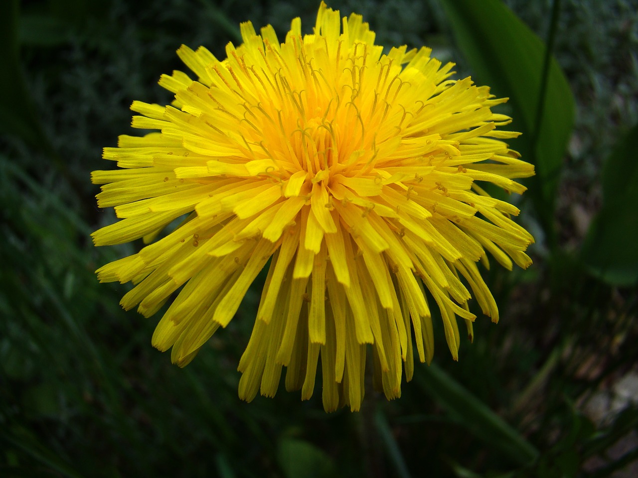 dandelion plant weeds free photo