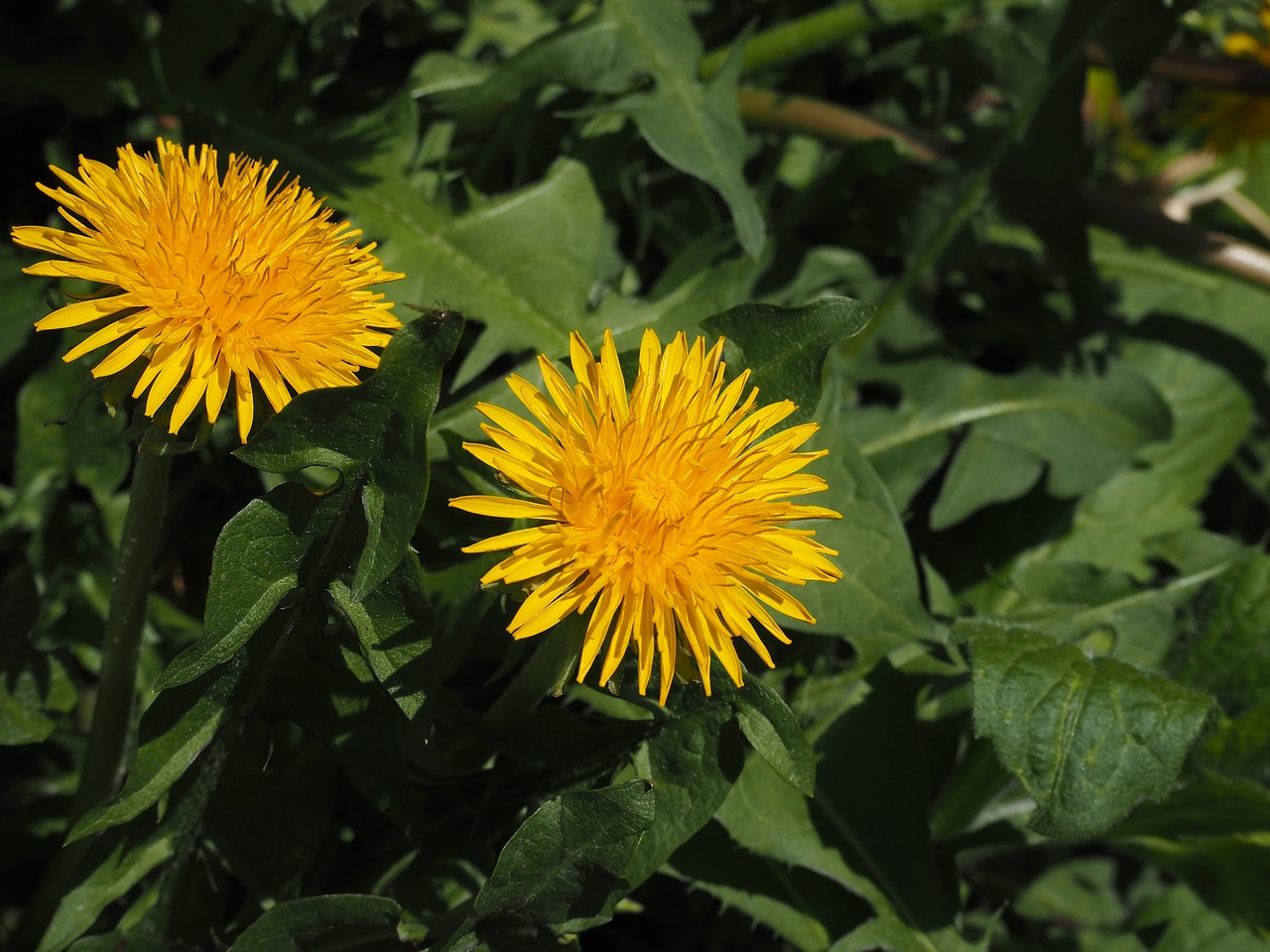 dandelion flowers yellow free photo