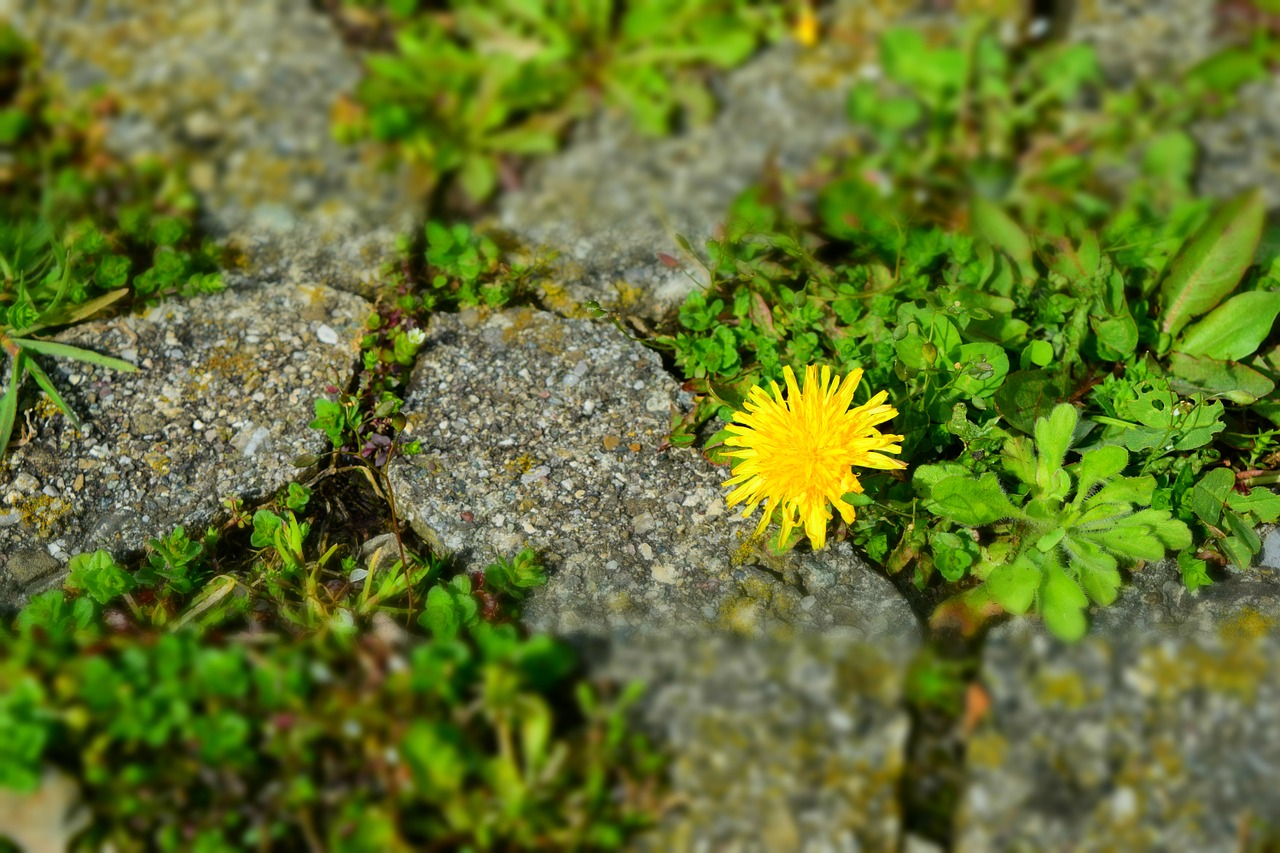 dandelion setting stones stones free photo