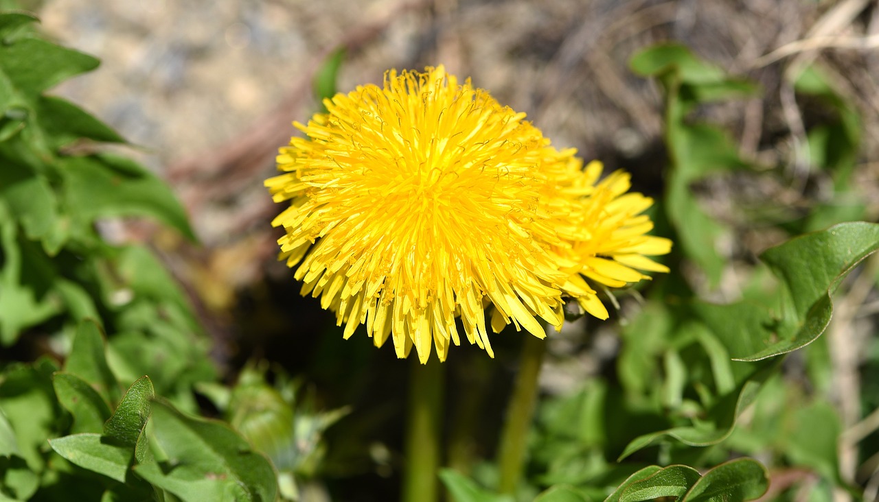 dandelion yellow plant free photo