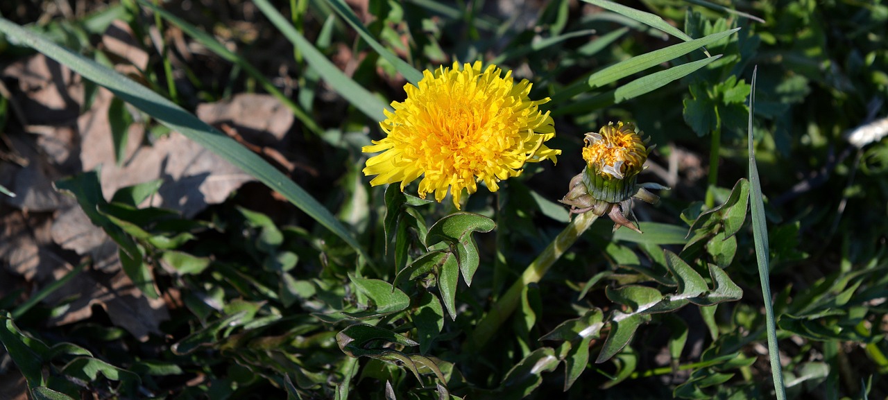 dandelion flower yellow free photo