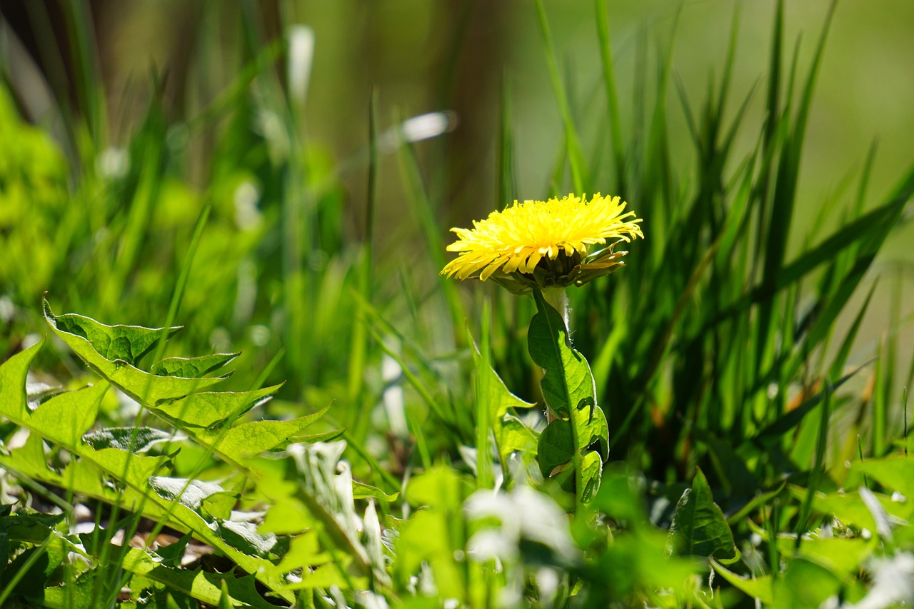 dandelion yellow open free photo