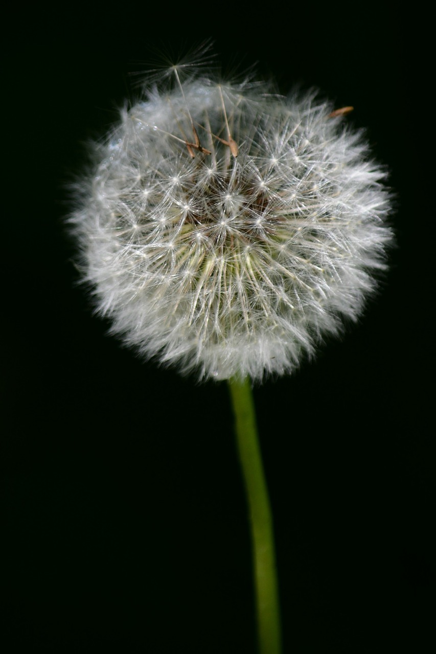 dandelion nature flora free photo