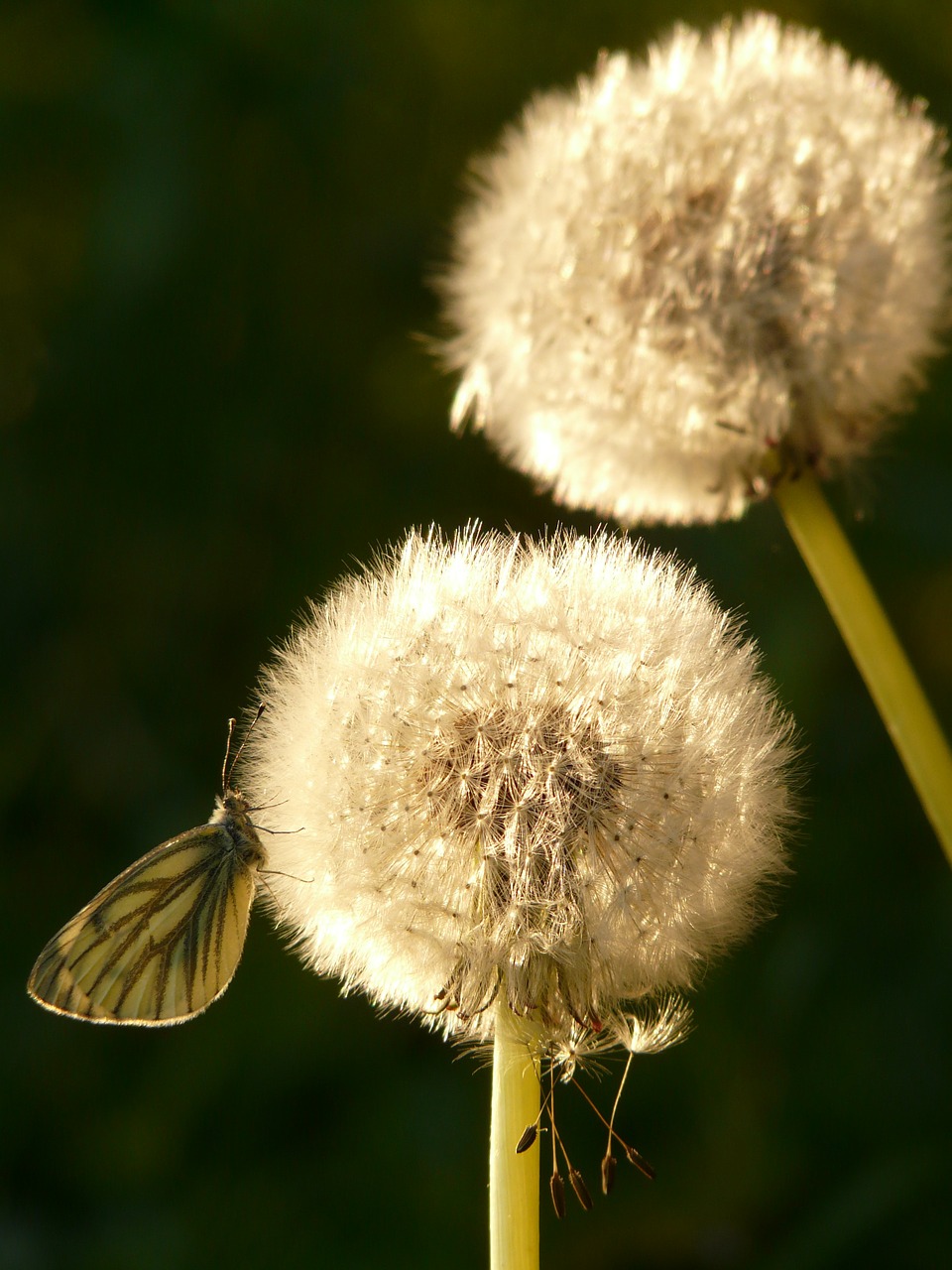 dandelion,seeds,flower,meadow,spring,stalk,green veined white,white ling,butterfly,free pictures, free photos, free images, royalty free, free illustrations, public domain