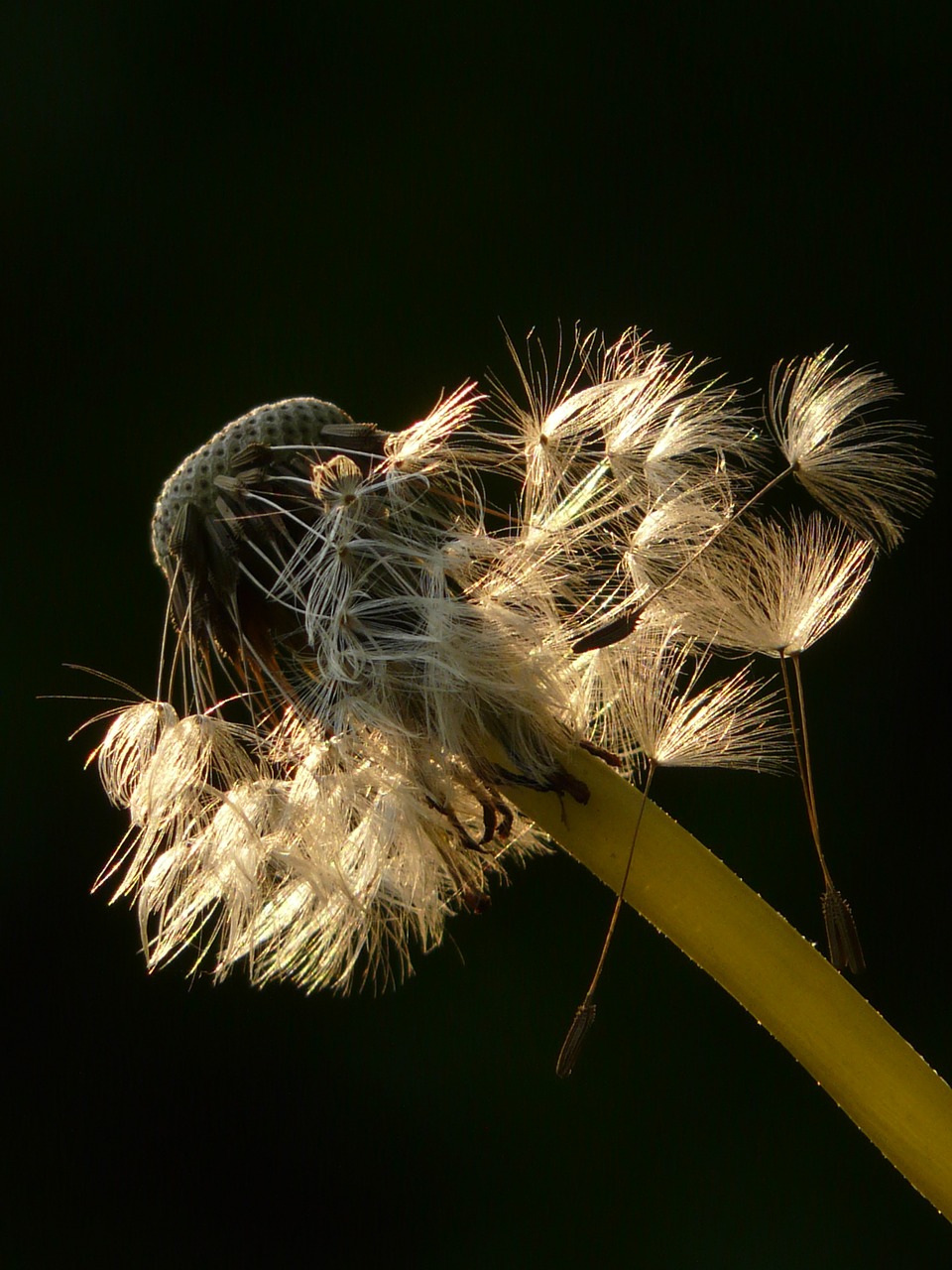 dandelion seeds flower free photo