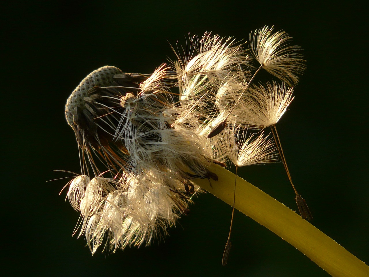 dandelion seeds flower free photo