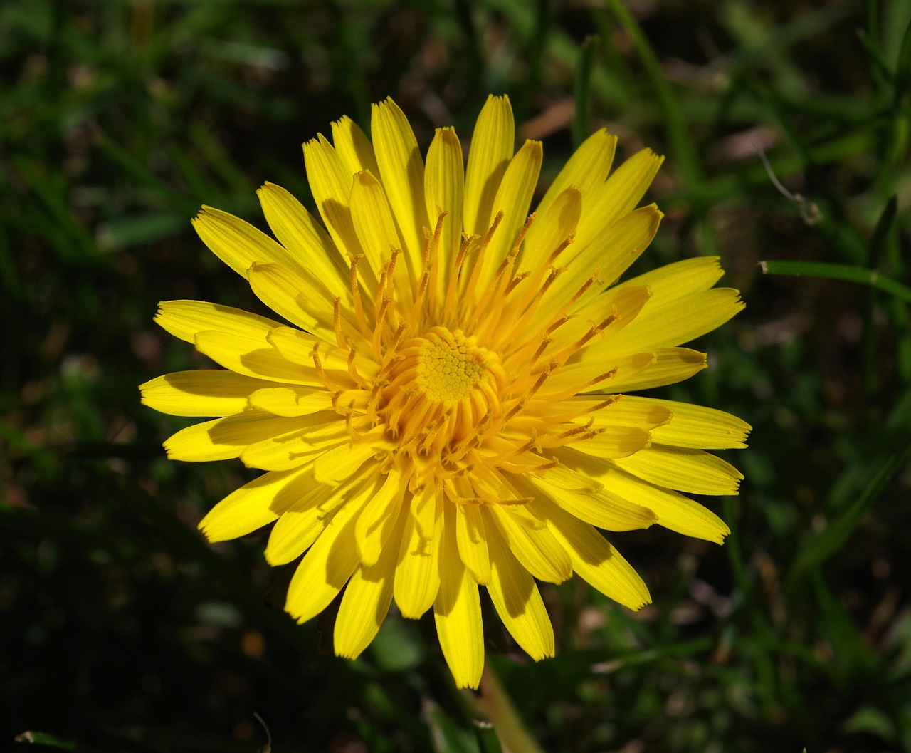 dandelion flower yellow free photo