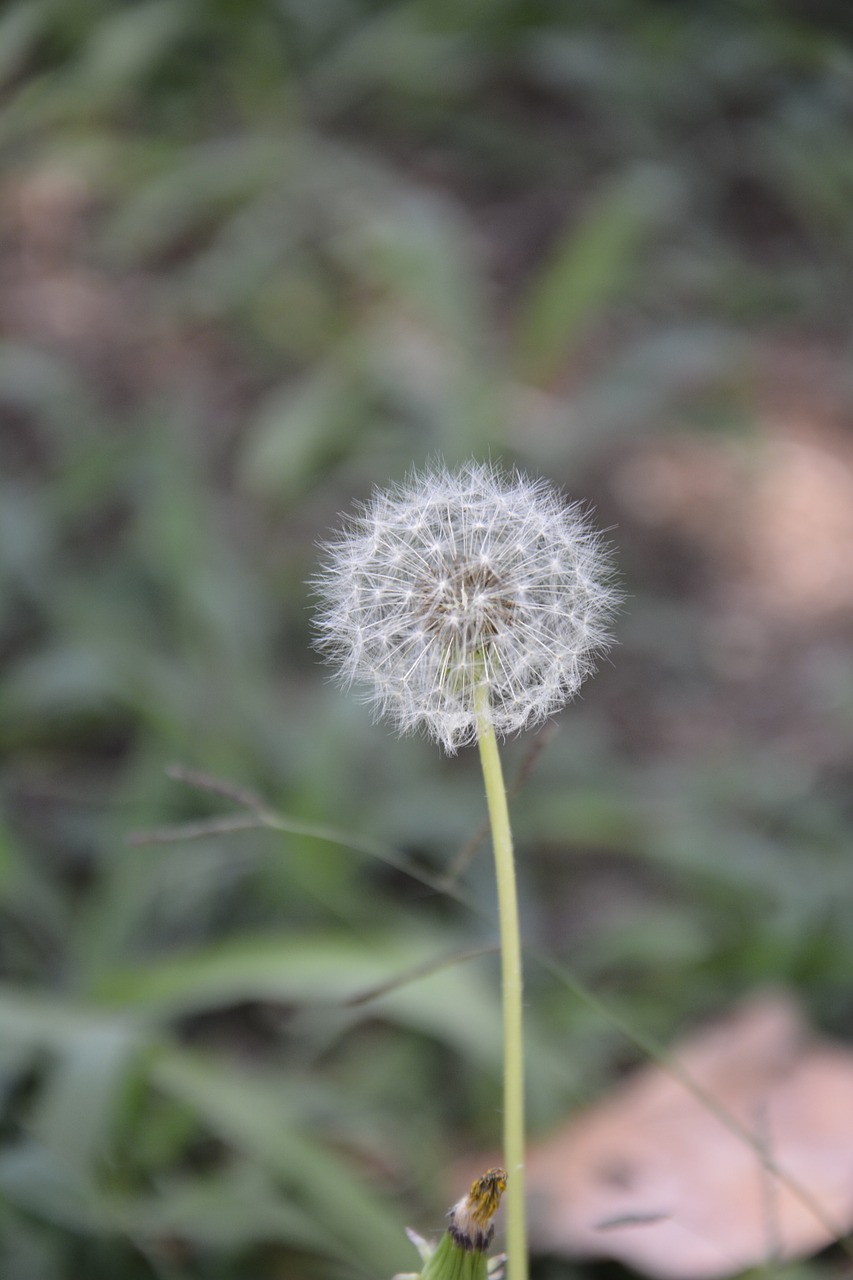 dandelion flower plant free photo