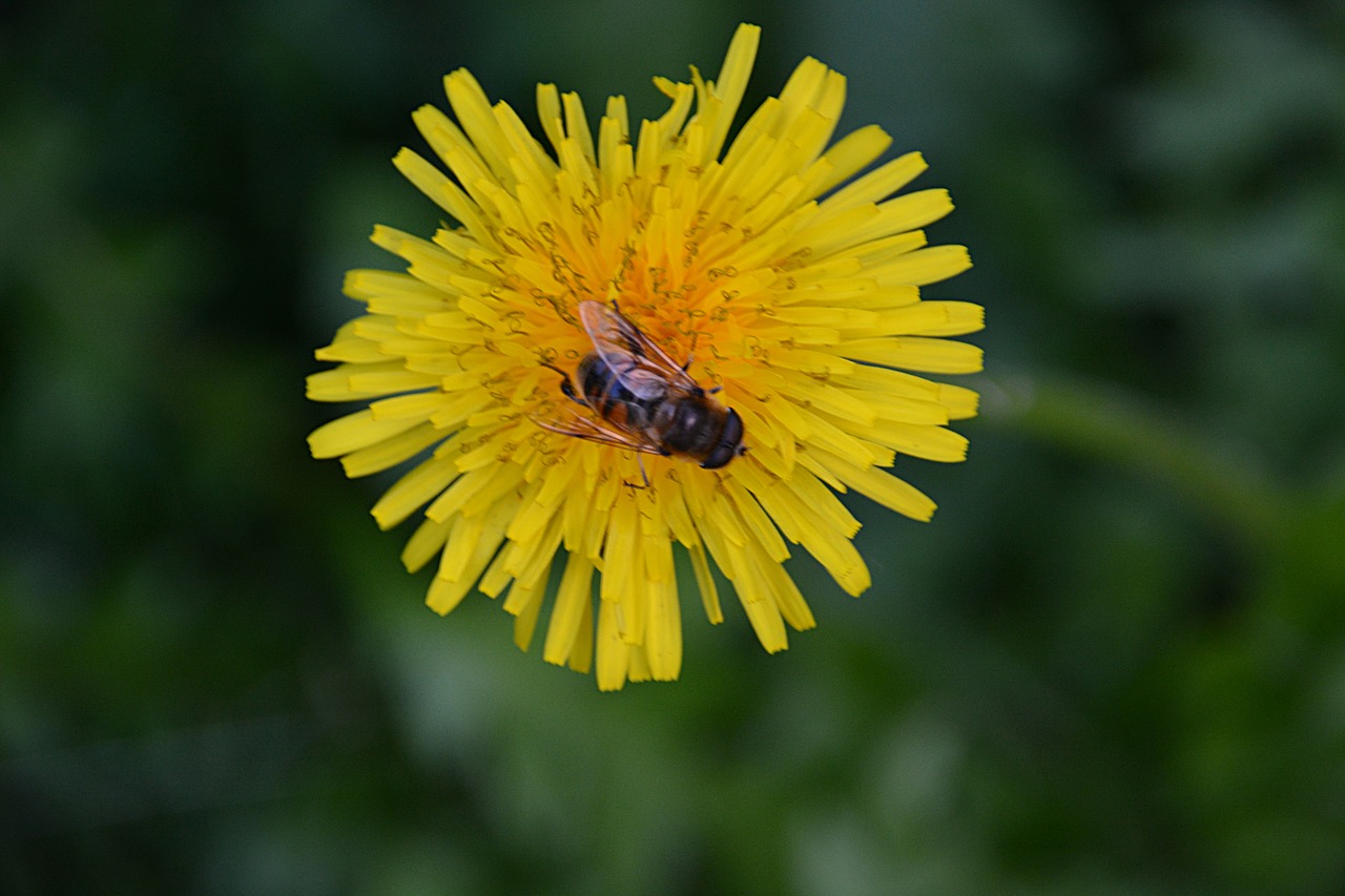 dandelion flower nature free photo