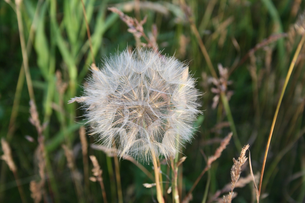 dandelion flower nature free photo