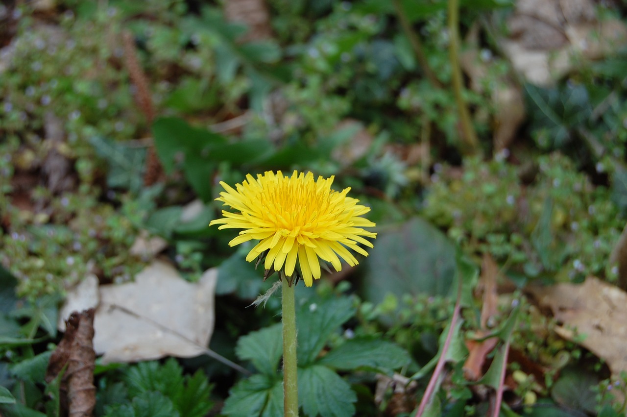 dandelion flower spring free photo